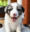 Sprzedam Border Collie - 2