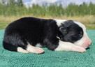 Prześliczna Suczka BORDER COLLIE - pełna dok. super rodzice - 3