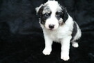 Sprzedam Border Collie - 5