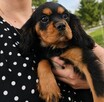 Suczka Cavalier King Charles Spaniel - 3