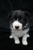 Sprzedam Border Collie - 4