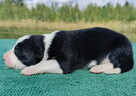 Prześliczna Suczka BORDER COLLIE - pełna dok. super rodzice