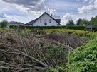 Oddam za darmo wycięte drzewa i krzewy - 6