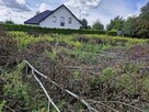 Oddam za darmo wycięte drzewa i krzewy - 7