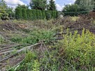 Oddam za darmo wycięte drzewa i krzewy - 9