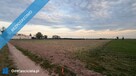 Działki budowlane na sprzedaż – Kotunia, gm. Słupca - 4