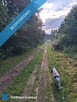 Działka budowlana, przy lesie, na sprzedaż, 800m2, 12 km od Kielc, 3km od Daleszyc - 9