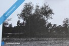 Dwór Józefa Świderskiego (1926 r.) – Działka 8000m² | Usługi i Mieszkalnictwo - 6