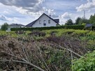 Oddam za darmo wycięte drzewa i krzewy - 5