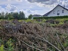 Oddam za darmo wycięte drzewa i krzewy - 4