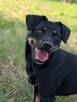 Młodziuteńka wesoła uśmiechnięta sunia poleca się do adopcji - 13