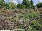 Oddam za darmo wycięte drzewa i krzewy - 2