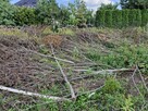 Oddam za darmo wycięte drzewa i krzewy - 8