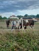 Poznam mezatke do przyjaźni. - 3