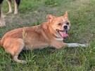 Pusia młoda proludzka sunia kochająca ludzi czeka na dom - 8