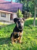 Pogodny grzeczny szczeniaczek szuka kochające domu na zawsze - 5