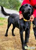 ORION - cudny psiak w typie labradora szuka domu - 3
