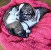 Szczeniaki Shih tzu rezerwacja - 11