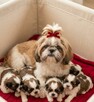 Szczeniaki Shih tzu rezerwacja - 16