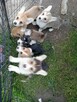 szczenię Welsh Corgi Pembroke - 3