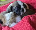 Szczeniaki Shih tzu rezerwacja - 13