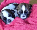 Szczeniaki Shih tzu rezerwacja - 10