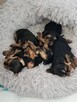 Sprzedam yorki - 4