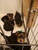 Sprzedam yorki - 3