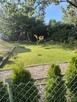 Działka Rekraacyjna na terenach ogrodów działkowych IKAR - 1