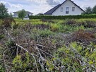 Wycięte drzewa i krzewy oddam np. na opał - 4