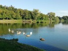 Działka o pow. 4,6 ha w Klementowicach gm. Kurów. - 6