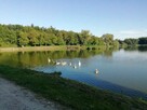 Działka o pow. 4,6 ha w Klementowicach gm. Kurów. - 7