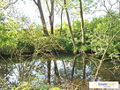 Dom z własną rzeką i sadem! 300 m² + 1800 m² działki – Świątniki, gm. Wodzisław - 7