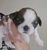 Szczeniaki Shih tzu rezerwacja - 8