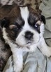 Szczeniaki Shih tzu rezerwacja - 15