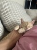 Piękny 4 mies. kot Śledzik do adopcji - 3