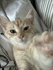 Piękny 4 mies. kot Śledzik do adopcji - 2