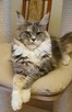 ULJANA Bratnia Dusza *PL koteczka Maine Coon Warszawa - 3