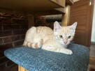 Piękny 4 mies. kot Śledzik do adopcji - 6