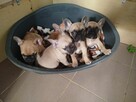 Buldog francuski szczeniaki okolice Warszawy