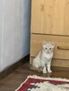 Piękny 4 mies. kot Śledzik do adopcji - 5