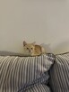 Piękny 4 mies. kot Śledzik do adopcji - 4