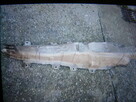 Citroen C5 oslona termiczna ukl.wydechowego