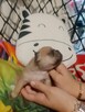 Buldog Francuski piękne szczeniaki! - 11