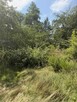 Uzbrojona działka budowlana 2300 m² | Frywałd | bez prowizji - 10