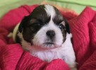 Szczeniaki Shih tzu rezerwacja - 2