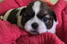 Szczeniaki Shih tzu rezerwacja