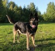 Najpierw uszy, potem Jasper! - 3