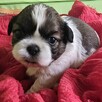 Szczeniaki Shih tzu rezerwacja - 4