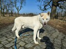 Psi senior Gandalf już ostatni raz prosi o pomoc... - 6